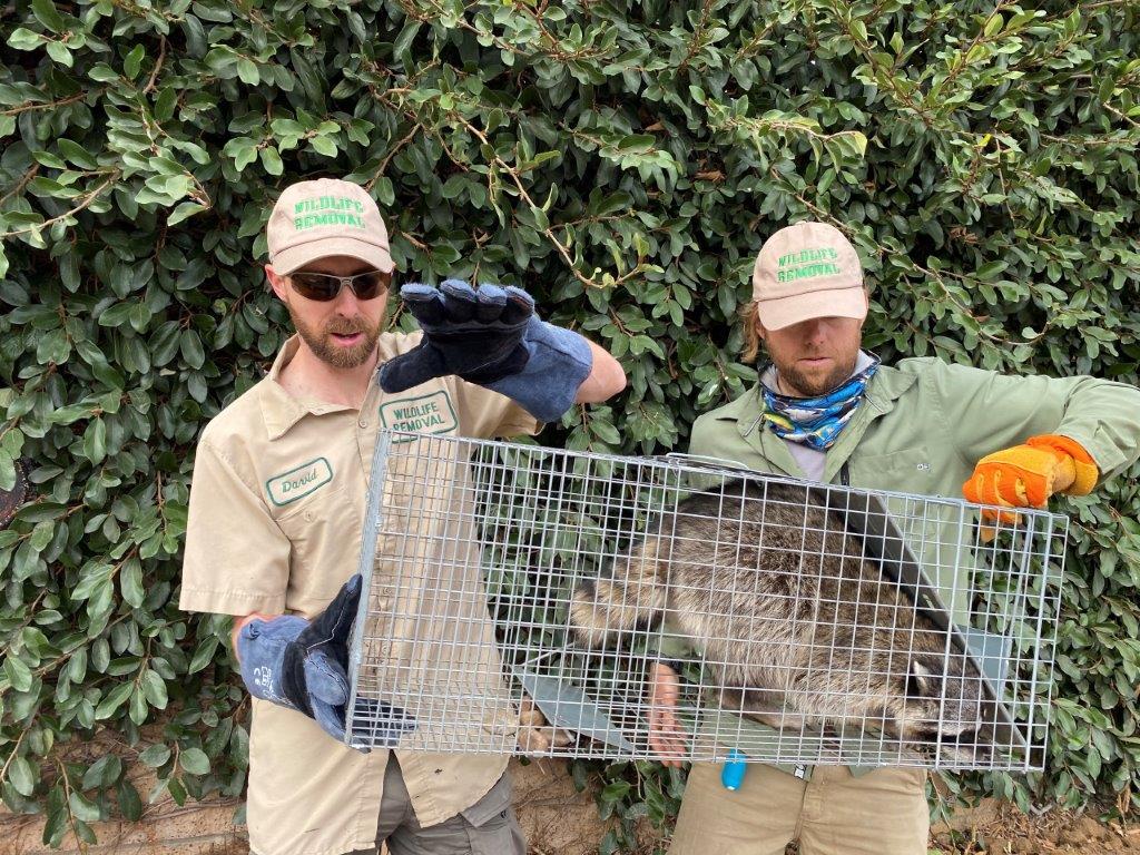 Orlando raccoon trapping